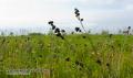 _IGP5901 wildflower field